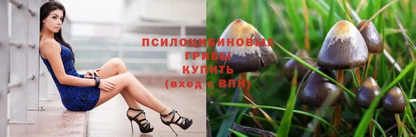 стаф Алзамай
