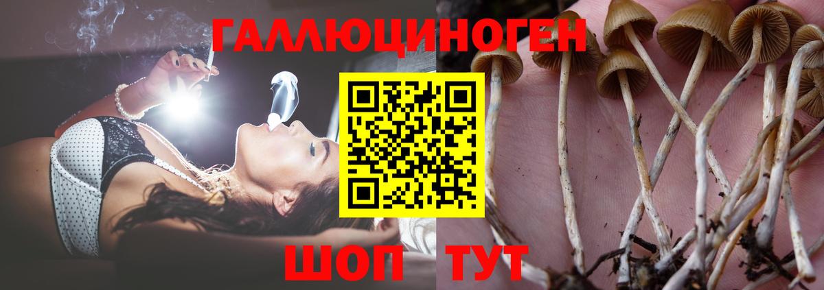 Псилоцибиновые грибы Psilocybe Курчалой